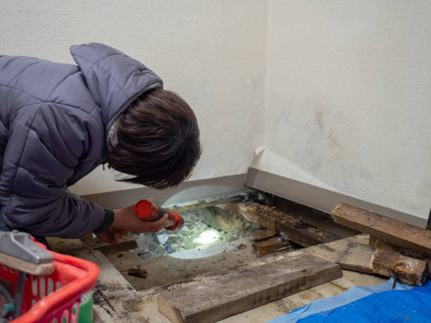 Best Post-Construction Mold Inspection  in Montz, LA