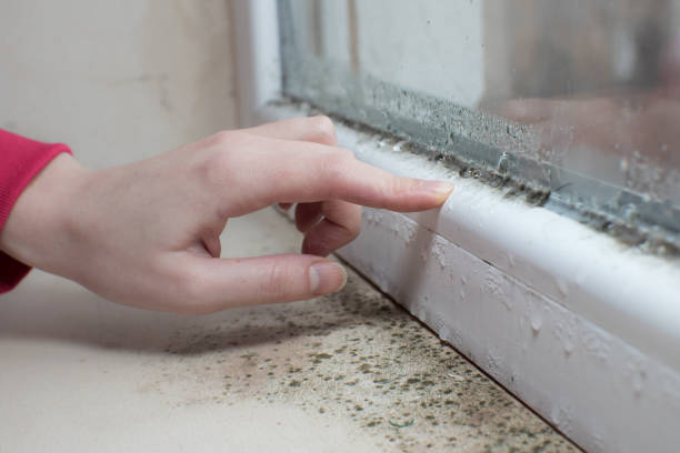 Best Black Mold Removal  in Montz, LA