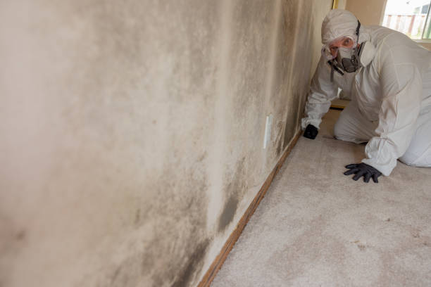 Mold Removal for HVAC Installations in Montz, LA